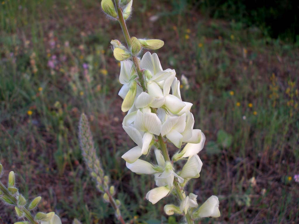 Turchia 3 -  Onobrychis sp.
